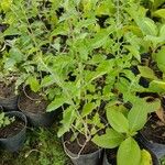 Aloysia gratissima 整株植物