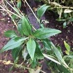 Valeriana tripteris Hoja
