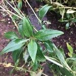 Valeriana tripteris Blad