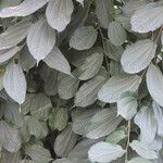 Grewia caffra Leaf