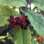 Ochna atropurpurea Hoja