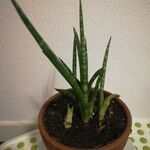 Sansevieria stuckyiList