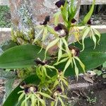 Prosthechea cochleata 花