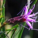 Liatris cylindracea Flor
