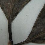 Coussarea paniculata Beste bat