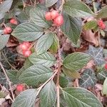 Cotoneaster franchetii Hoja