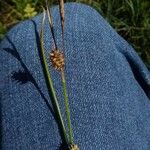 Carex divisa Çiçek