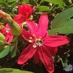 Passiflora manicata Květ