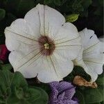 Petunia × atkinsiana Flower