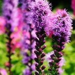 Liatris spicata 花