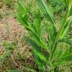 Cynoglossum lanceolatum ശീലം