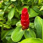 Costus spicatus Blomma