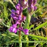 Anacamptis morioFlower