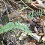 Asplenium platyneuron Hoja