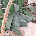 Gasteria pillansii Yaprak