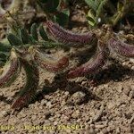 Astragalus longidentatus Fruto