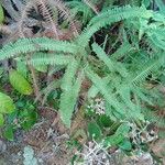 Gleichenella pectinata Hoja