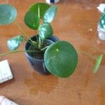 Pilea peperomioides Лист