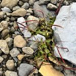 Epilobium anagallidifoliumHabitus