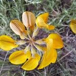 Hippocrepis scorpioides Çiçek