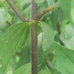 Zinnia peruviana बार्क (छाल)