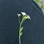 Arabidopsis halleri Žiedas