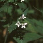 Houstonia purpurea Flower