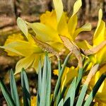 Narcissus pseudonarcissusFlower