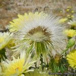 Malacothrix glabrata Flower