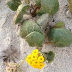 Abronia latifolia Habit
