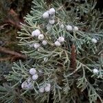 Juniperus scopulorum 果