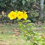 Allamanda catharticaFlower