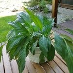 Spathiphyllum wallisii Leaf