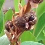 Canna indica Fruit