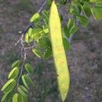 Bauhinia galpinii Plod