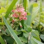 Indigofera spicata Blomma