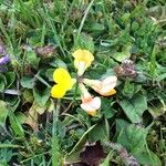 Lotus corniculatus Floare