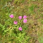 Armeria alpina Other