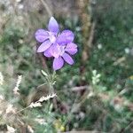 Delphinium consolidaFlor