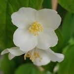 Philadelphus coronarius花