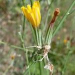 Chondrilla juncea 花