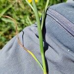 Blysmus compressus Ekosanga