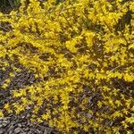 Forsythia intermedia Natur