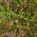 Thesium linophyllon Feuille