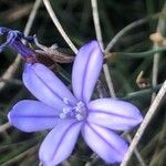 Aphyllanthes monspeliensis Blomma
