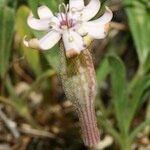 Silene vallesia Flors