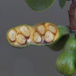 Xylopia katangensis Fruto
