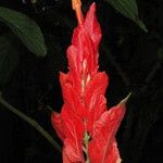 Ruellia chartacea Flor