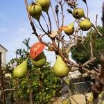 Pyrus communis Плод