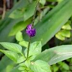 Stachytarpheta frantzii Habit